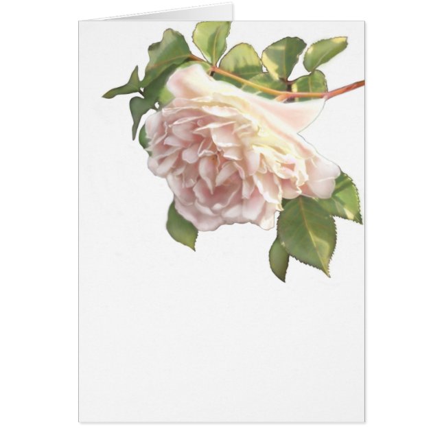 Elegante y polvoriento rosa naranja floral blanco (Frente)