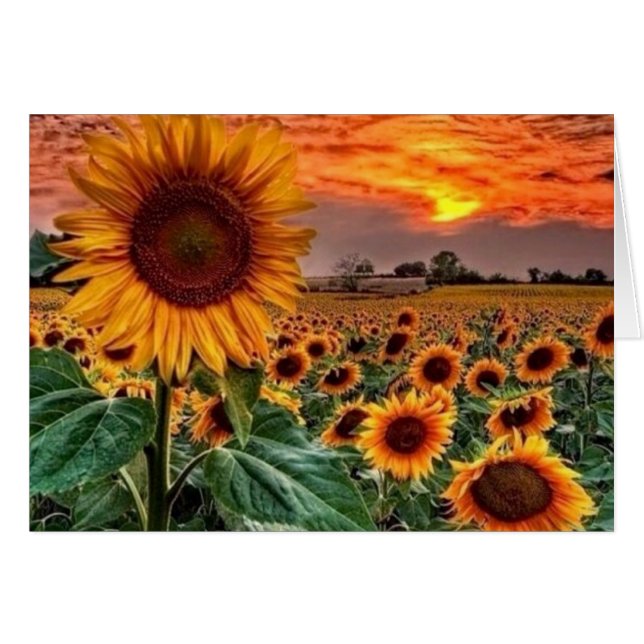 elegantes campos de girasol (Anverso (Horizontal))