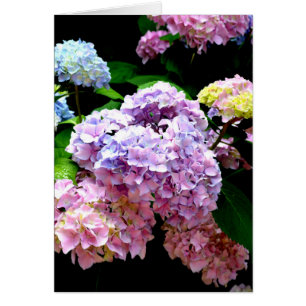 Elegantes jardines de hortensias florales color pú