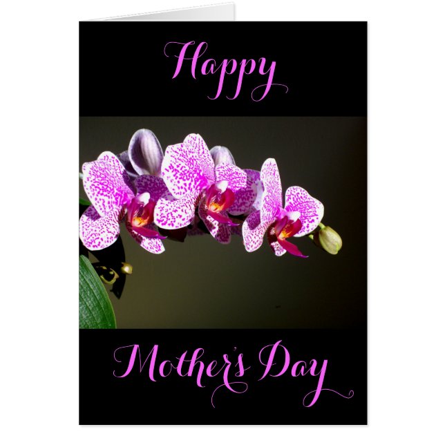 Elegantes orquídeas rosa floral tropical rosa (Frente)