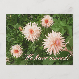 Elegantes postales móviles con flor de crisantemo