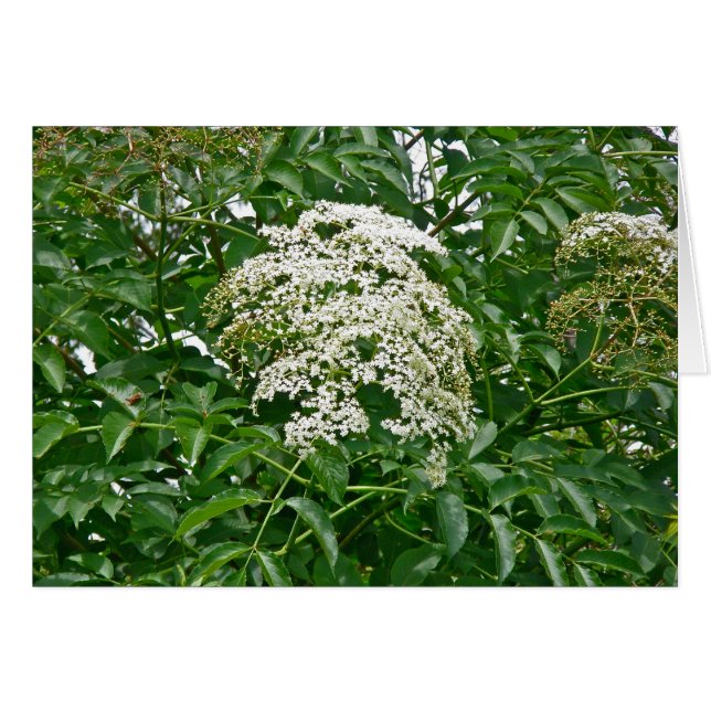 Elementos comunes de coordenadas de Elderberry (Anverso (Horizontal))
