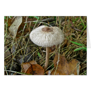 Elementos de coordenadas de hongos de Parasol blan