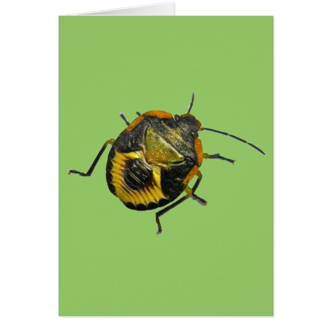 Elementos de coordenadas de ninfa de guiño verde (Frente)