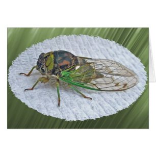 Elementos de coordinación anuales de la Cicada