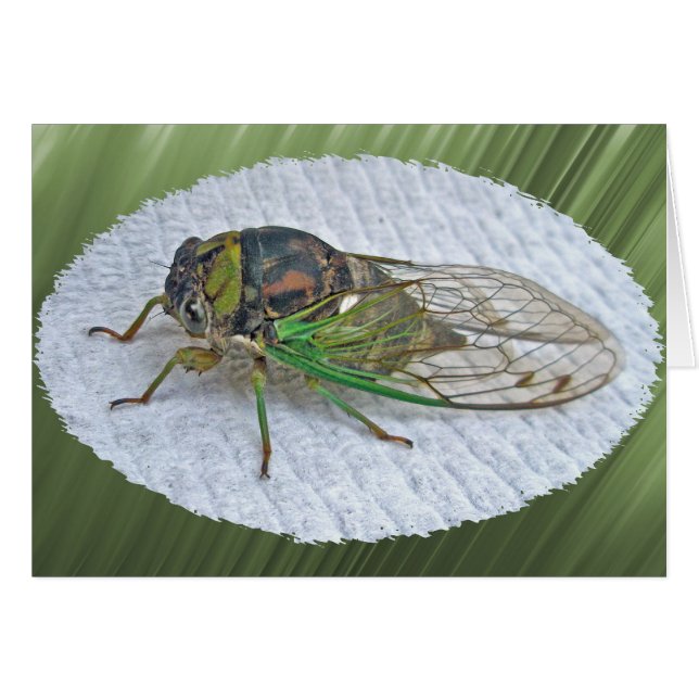 Elementos de coordinación anuales de la Cicada (Anverso (Horizontal))