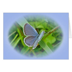 Elementos de coordinación de mariposa azul en la c