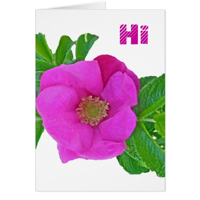 Elementos de coordinación de Rosa de playa rosada  (Frente)