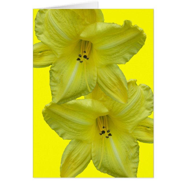 Elementos de coordinación diurna amarilla (Frente)