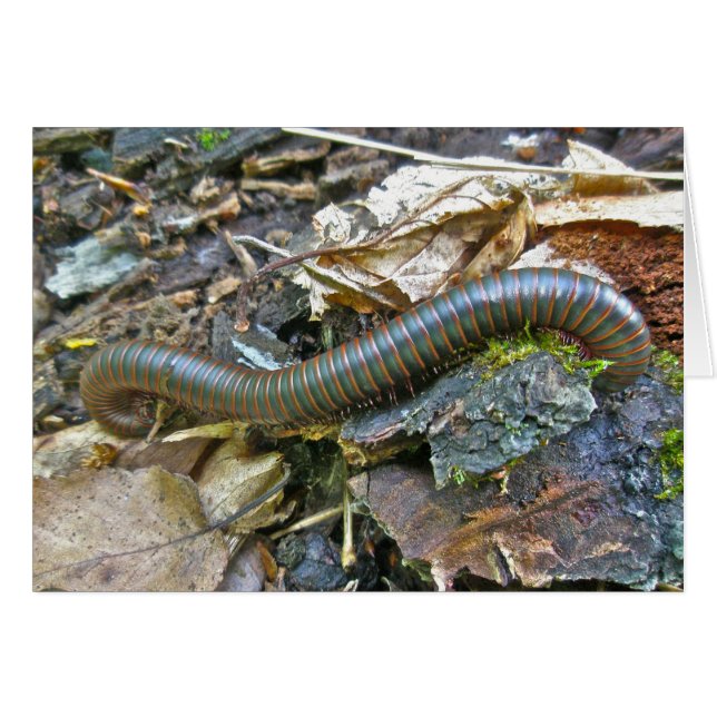 Elementos de la serie Millipede (Anverso (Horizontal))