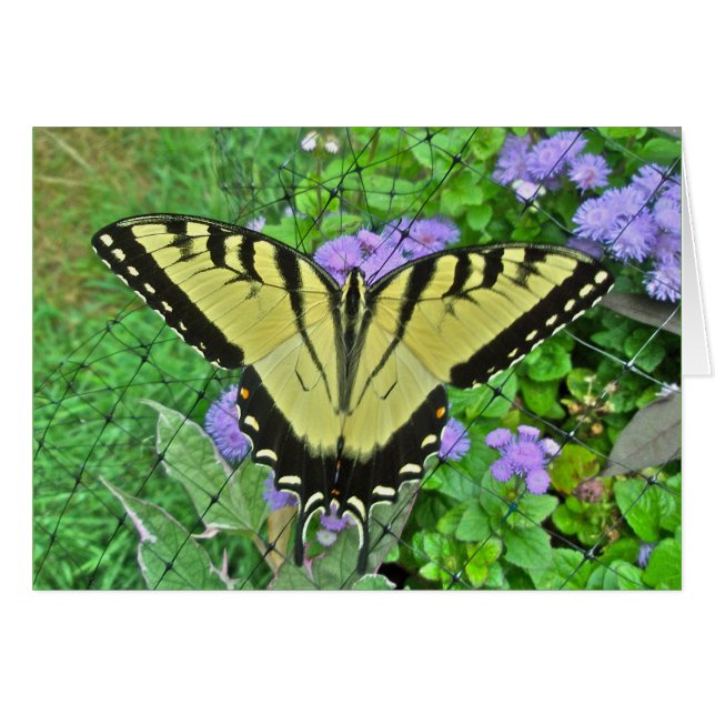 Elementos de mariposa de cola Swallowtail boda (Anverso (Horizontal))