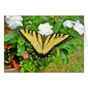Elementos de mariposa de cola Swallowtail boda