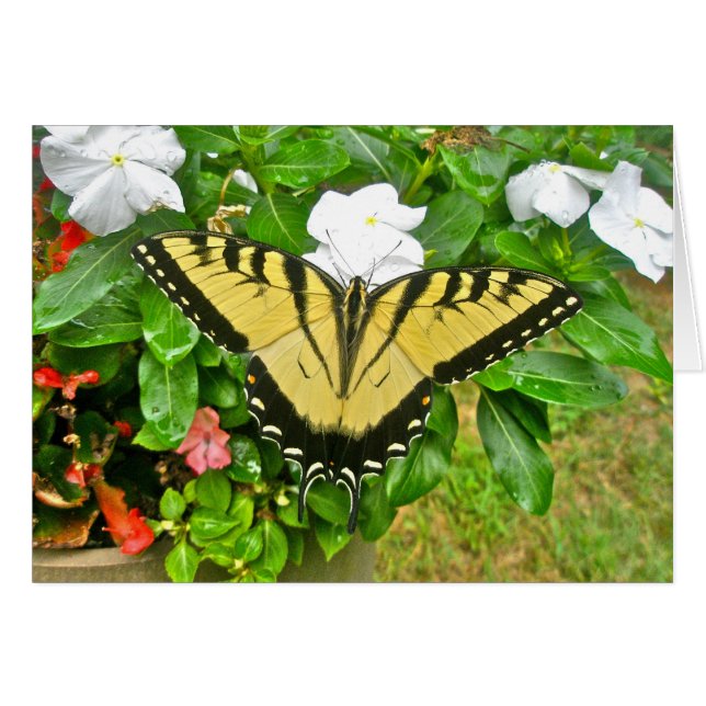 Elementos de mariposa de cola Swallowtail boda (Anverso (Horizontal))