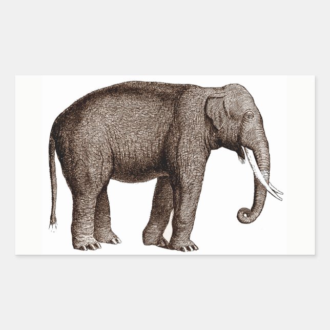 Elephant Pegatina (Anverso)