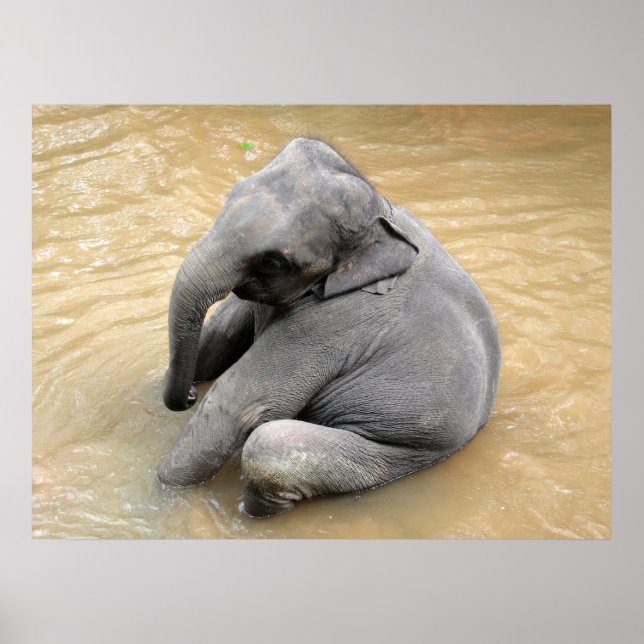 Elephant Posters (Frente)