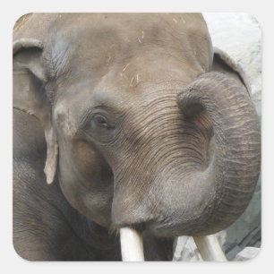 Elephant Trunk Pegatinas