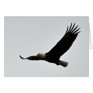 Elevación de Eagle calvo