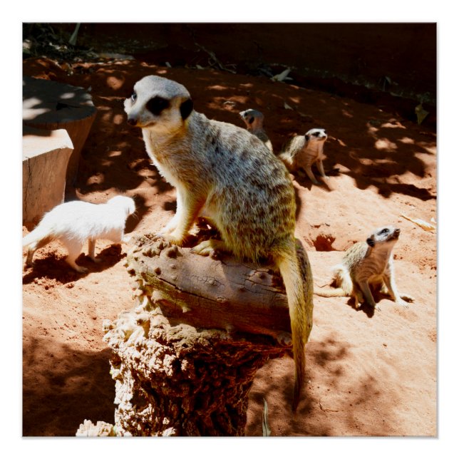 Eliza Reina De Los Meerkats, Poster (Anverso)