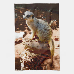 Eliza Reina De Los Meerkats, Toalla De Dish