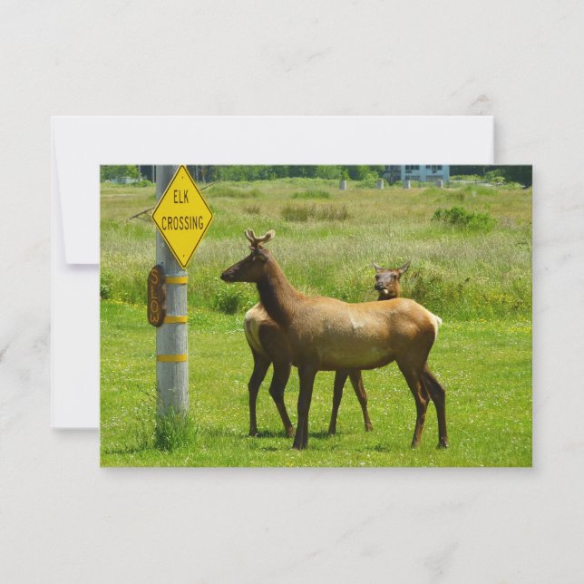 Elk Crossing California Wildlife Photography (Anverso)