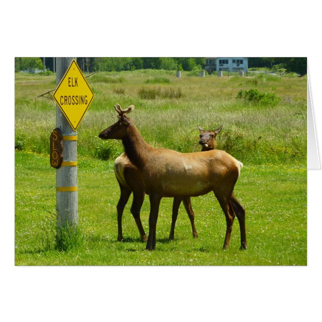 Elk Crossing California Wildlife Photography (Anverso (Horizontal))
