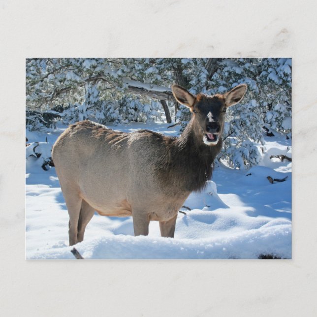 Elk en la postal de la nieve (Anverso)