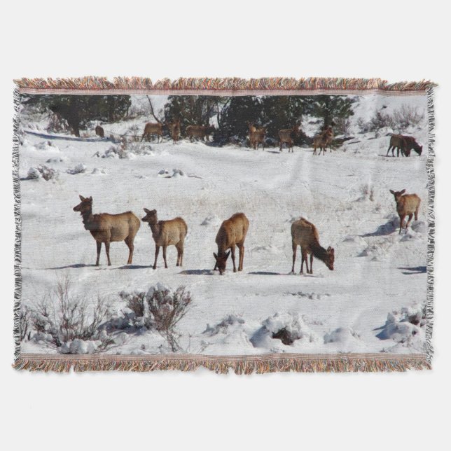 Elk en una manta de lanzamiento de nieve (Anverso)
