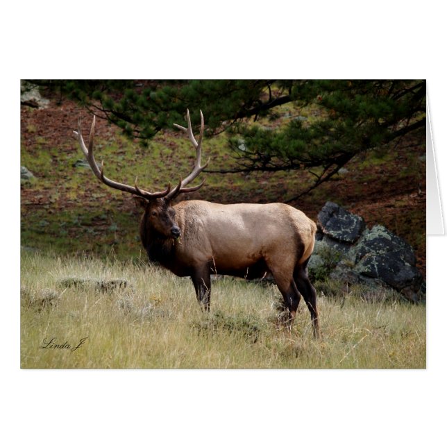 Elk in the Wild (Anverso (Horizontal))