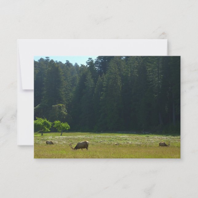 Elk Meadow en el parque nacional de Redwood (Anverso)