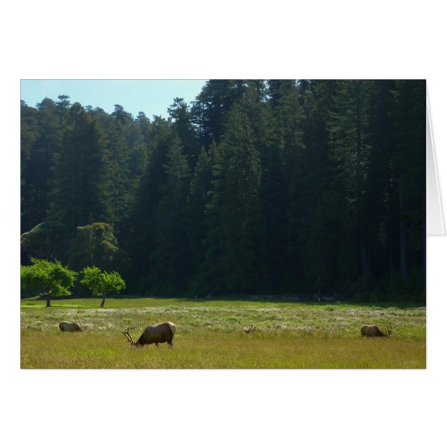Elk Meadow en el parque nacional de Redwood (Anverso (Horizontal))