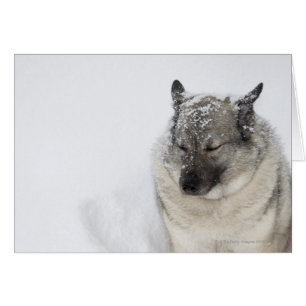 Elkhound noruego