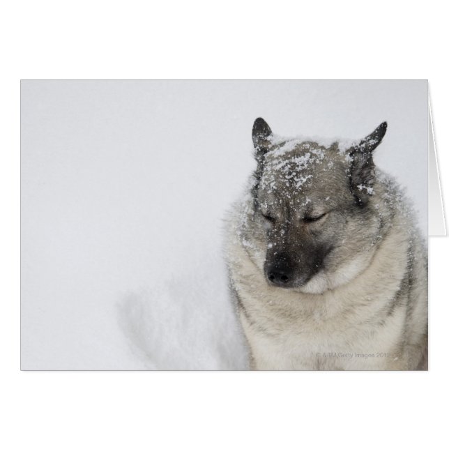 Elkhound noruego (Anverso (Horizontal))