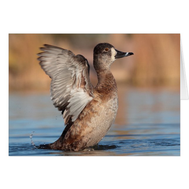 Ella es un Flapper (Anverso (Horizontal))