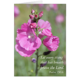 Elogio de Pink Hollyhock