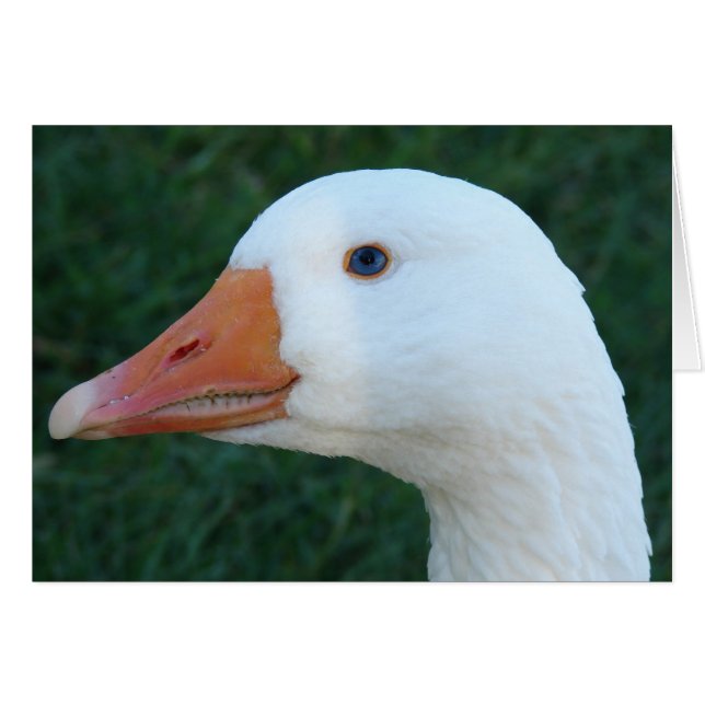Embeden Goose (Anverso (Horizontal))