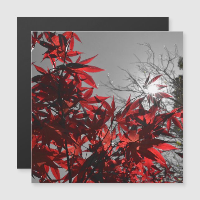 Embers of Autumn Magnetic Card (Anverso/Reverso)