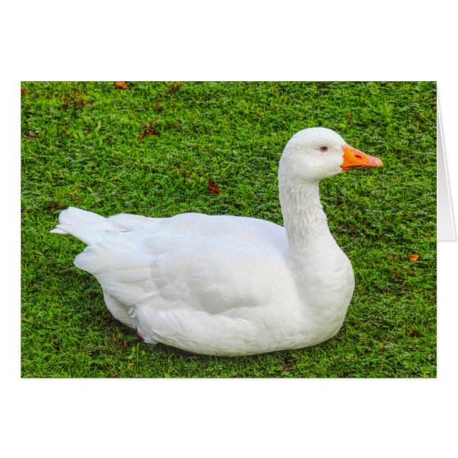 Emden Goose (Anverso (Horizontal))