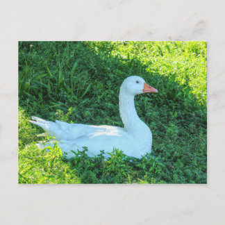 Emden Goose sentado en la tarjeta postal sombreada