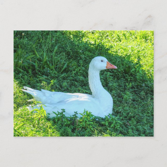 Emden Goose sentado en la tarjeta postal sombreada (Anverso)