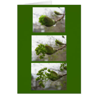 Emergencia de primavera