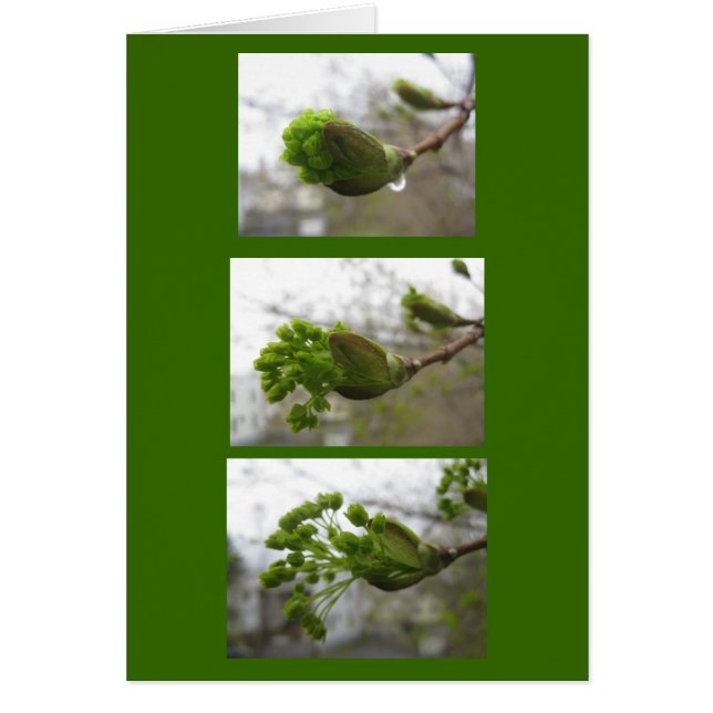 Emergencia de primavera (Frente)