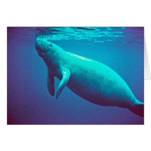 Emergencia del Manatee a respirar