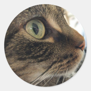 Emma Close-Up Cat Photo Pegatinas