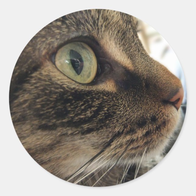 Emma Close-Up Cat Photo Pegatinas (Anverso)