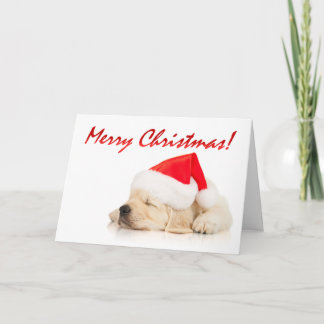 ¡Empanada de Cutie! Felices Navidad del perrito