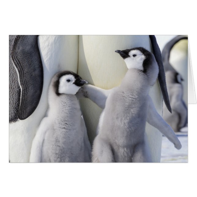 Emperador Penguin Chick (Anverso (Horizontal))