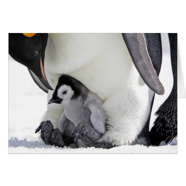 Emperador Penguin | Isla de las Colinas de Nieve (Anverso (Horizontal))