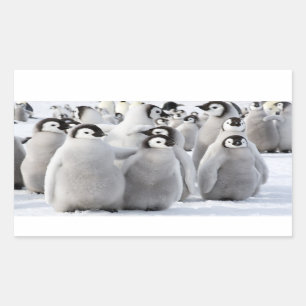 Emperador pingüino chichas - pegatina
