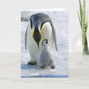 Emperador Pingüino con Chick - tarjeta de nota