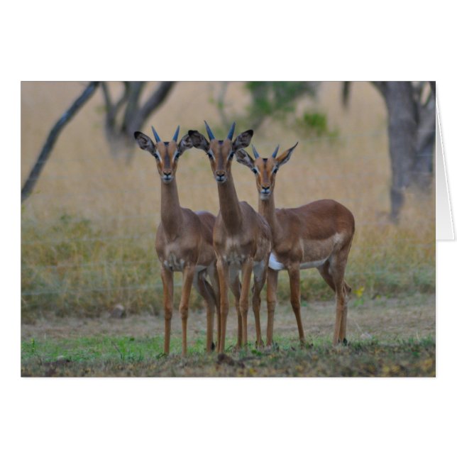 En alerta - Tarjeta Impala (Anverso (Horizontal))